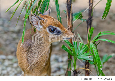 Kirk's Dik dik 14932583