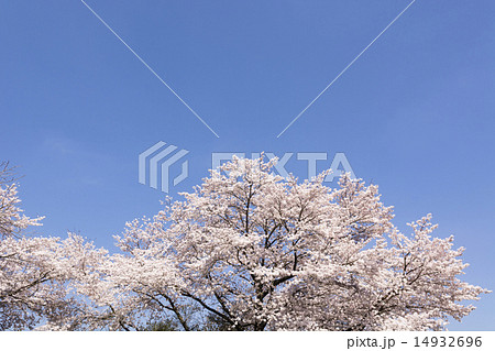 満開の桜 満開の桜 14932696