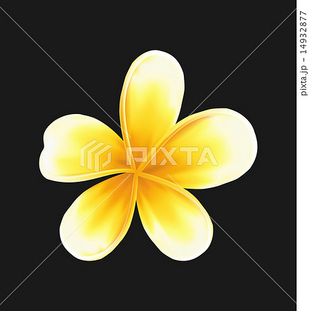Frangipani flower (plumeria) isolated 14932877