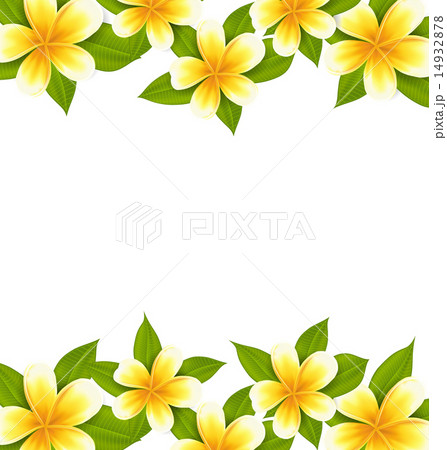Decoration frame made in frangipani (plumeria) Decoration frame made in frangipani (plumeria) 14932878