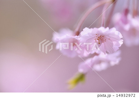 しだれ桜 しだれ桜 14932972
