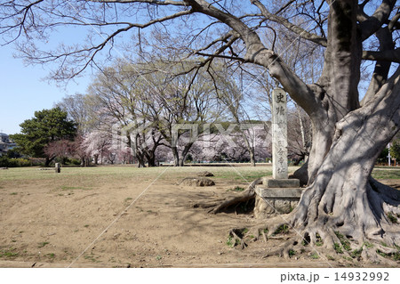武蔵国分寺金堂跡(整備前) 武蔵国分寺金堂跡(整備前) 14932992