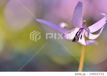 カタクリ 14933732