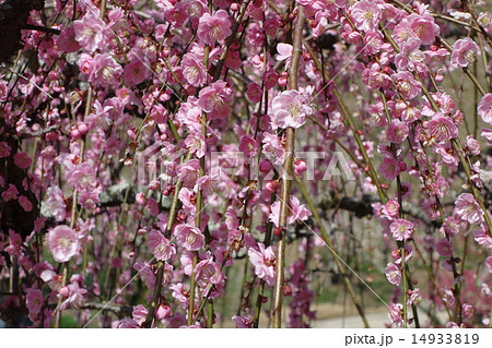 しだれ梅の花 しだれ梅の花 14933819