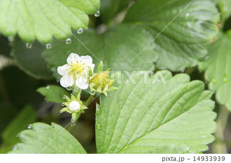 いちごの花 14933939