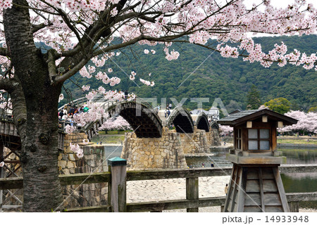 錦帯橋と桜 14933948