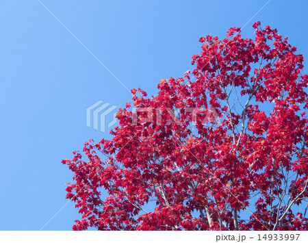 紅葉(空バック) 紅葉(空バック) 14933997