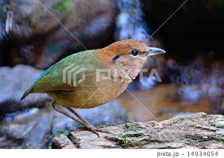 Rusty-naped Pitta 14934054