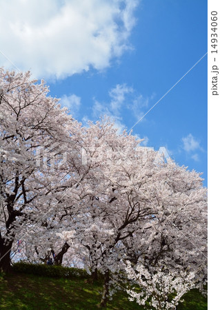幸手権現堂桜堤の桜 14934060