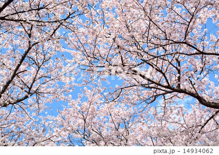 幸手権現堂桜堤の桜 幸手権現堂桜堤の桜 14934062