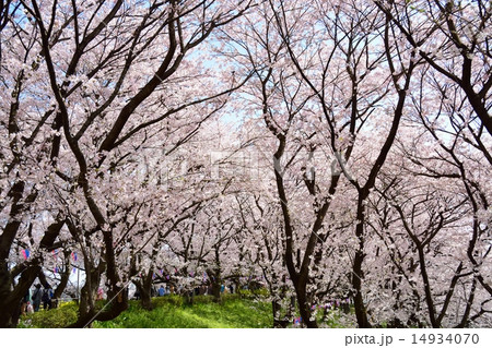 幸手権現堂桜堤の桜 14934070