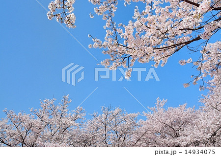 幸手権現堂桜堤の桜 幸手権現堂桜堤の桜 14934075