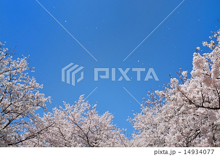 幸手権現堂桜堤の桜 幸手権現堂桜堤の桜 14934077