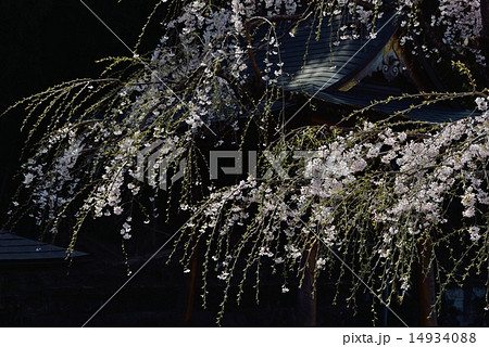しだれ桜 しだれ桜 14934088