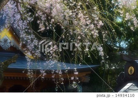 しだれ桜の咲く時 しだれ桜の咲く時 14934110