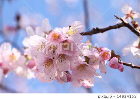 色変わりする千島桜 14934155