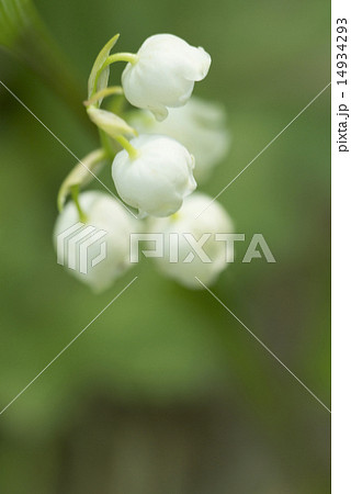 スズラン 14934293