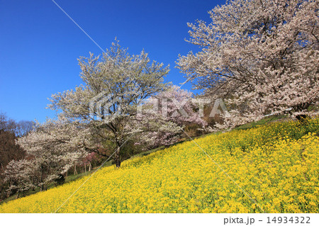 池田町桜仙峡の菜の花畑と桜の写真素材