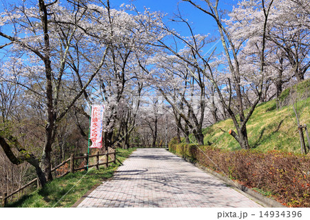 大法師公園 桜まつりの写真素材