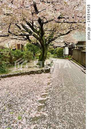 散り桜の道 散り桜の道 14934416