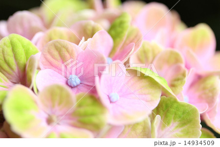 紫陽花 14934509