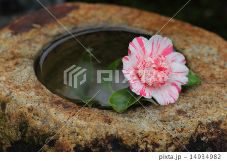 落ち椿と水鉢 落ち椿と水鉢 14934982