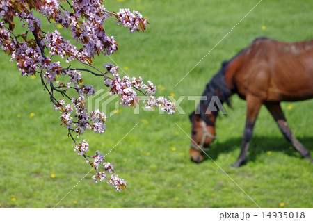 サラブレッド銀座　皐月の光景 14935018