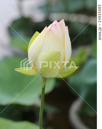 蓮の花 14935065