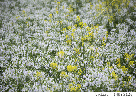 セイヨウカラシナと大根の花 14935126