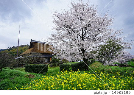 春の古民家 春の古民家 14935199