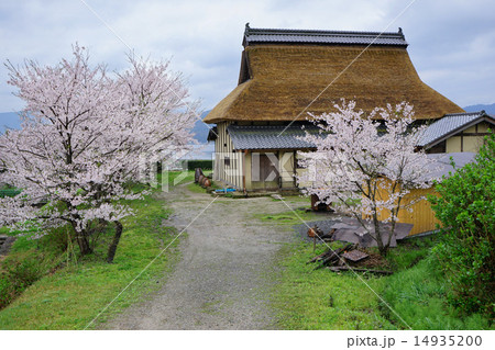 桜が咲く古民家 14935200