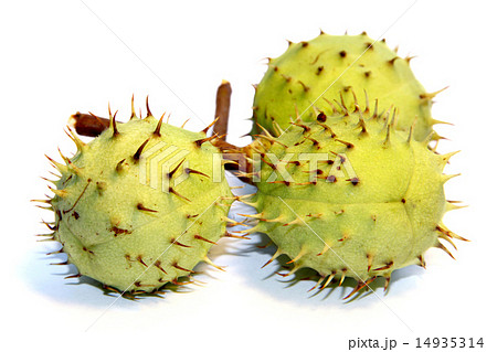 chestnut food chestnut food 14935314