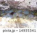 クラゲ 14935341