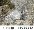 クラゲ 14935342