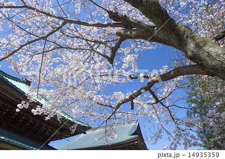 建長寺の桜 14935359