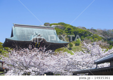建長寺の桜 14935361