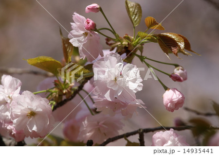 八重桜 14935441