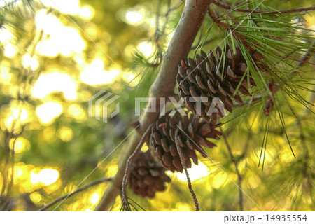 Abstract hoto of some winter branches 14935554