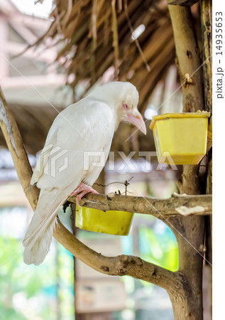 A white crow sleeping on the branches A white crow sleeping on the branches 14935653