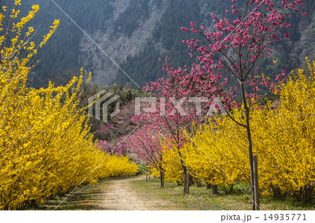 レンギョウとハナモモの小道 14935771