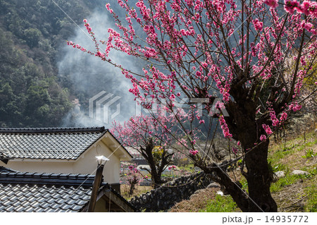 山郷の春 14935772