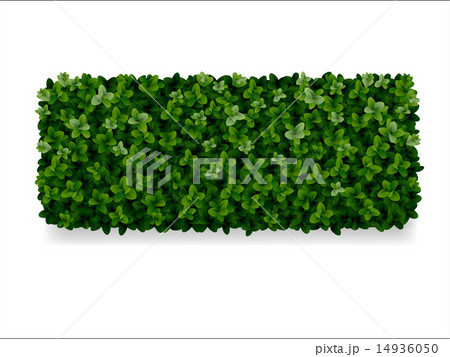 boxwood decorative fence 14936050