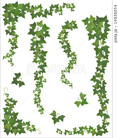 Hanging Branches Of Ivy Setのイラスト素材 14936054 Pixta