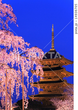 3月京都 東寺五重塔と不二桜の夜桜ライトアップの写真素材