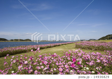 遠賀川のコスモス 遠賀川のコスモス 14936829