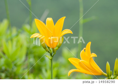 ニッコウキスゲ ニッコウキスゲ 14938290