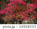 紅葉１ 14938333