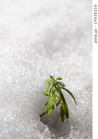 雪解けのたくましいイベリス 14938359
