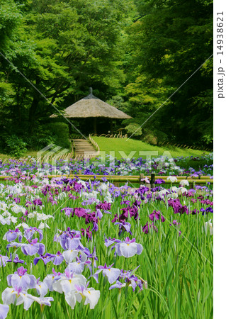 花菖蒲 14938621