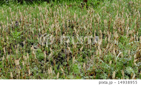 土筆 土筆 14938955